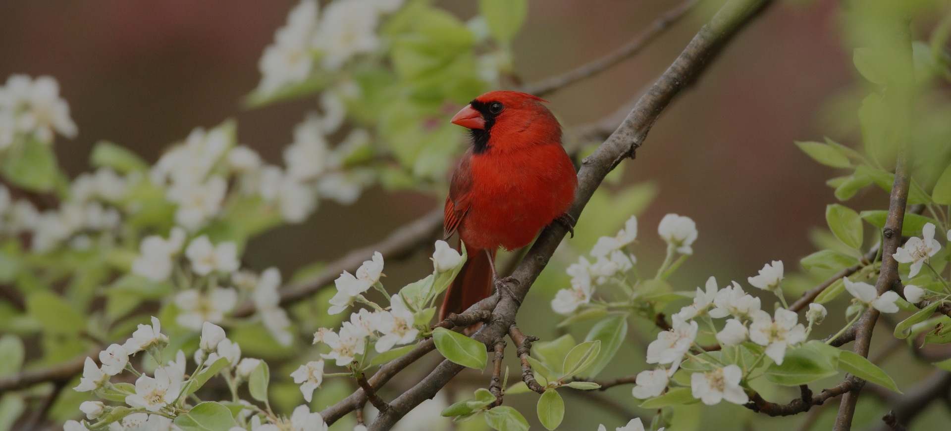 Cardinal in Westside Indy